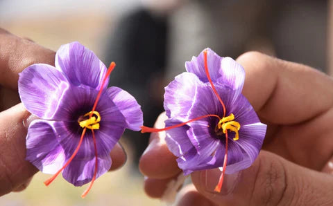 What is Saffron?